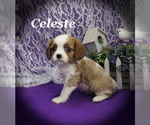 Small #2 Cavalier King Charles Spaniel
