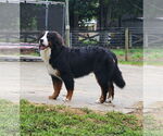 Small #1 Bernese Mountain Dog