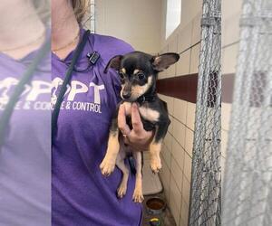 Chihuahua Dogs for adoption in Fort Wayne, IN, USA