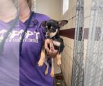 Small Chihuahua