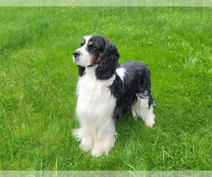 Father of the English Springer Spaniel puppies born on 02/27/2025