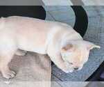 Puppy 3 French Bulldog