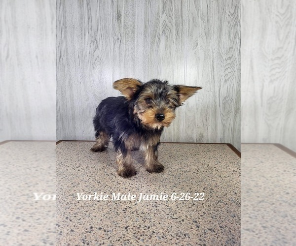 Medium Photo #1 Yorkshire Terrier Puppy For Sale in SHIPSHEWANA, IN, USA