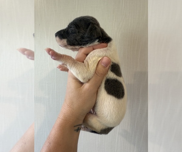 Medium Photo #5 Great Dane Puppy For Sale in HALLETTSVILLE, TX, USA