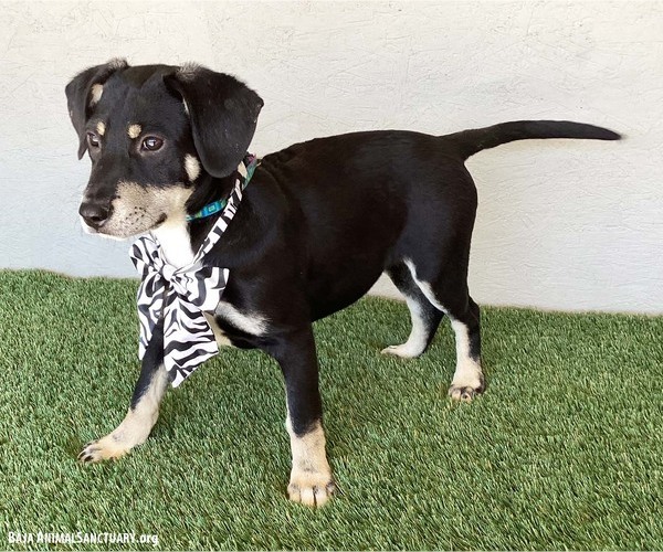 Medium Photo #2 Australian Kelpie-Labrador Retriever Mix Puppy For Sale in San Diego, CA, USA
