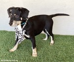 Small #1 Australian Kelpie-Labrador Retriever Mix