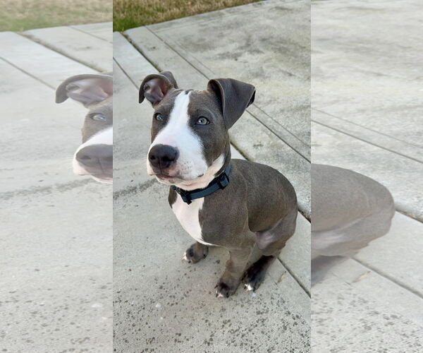 Medium Photo #2 American Staffordshire Terrier-Unknown Mix Puppy For Sale in Holly Springs, NC, USA