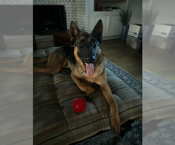 Medium Photo #14 German Shepherd Dog-Unknown Mix Puppy For Sale in Lake Forest, CA, USA