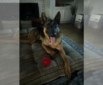 Small #13 German Shepherd Dog Mix