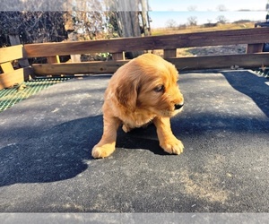 Golden Retriever Puppy for sale in LEON, KS, USA