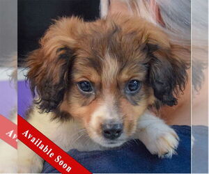 Australian Shepherd-Unknown Mix Dogs for adoption in Huntley, IL, USA