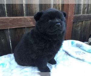 Chow Chow Puppy for Sale in VALLEJO, California USA