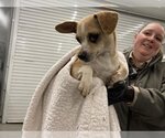 Small Photo #1 Chihuahua Puppy For Sale in San Martin, CA, USA