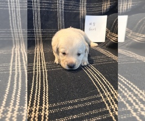 Labrador Retriever-Mutt Mix Puppy for sale in ENOSBURG FALLS, VT, USA