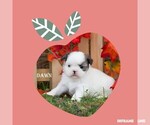 Small Photo #2 Shih Tzu Puppy For Sale in CLARE, MI, USA