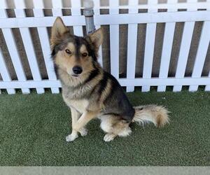 Gerberian Shepsky Dogs for adoption in Modesto, CA, USA
