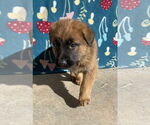 Small #5 German Shepherd Dog Mix