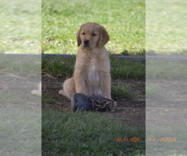 Medium Photo #4 Golden Retriever Puppy For Sale in ASHVILLE, AL, USA