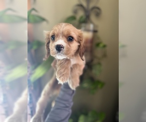 Cavalier King Charles Spaniel Puppy for sale in CENTURIA, WI, USA
