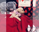 Small Photo #9 Labradoodle Puppy For Sale in DANVILLE, AL, USA