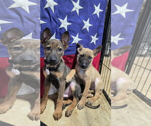 German Shepherd Dog-Unknown Mix Dogs for adoption in Centreville, VA, USA