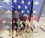 Small German Shepherd Dog Mix