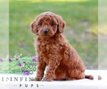 Ella - Female Goldendoodle (Miniature) Puppy for Sale - Photo #3