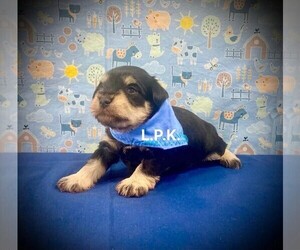Schnauzer (Miniature) Puppy for sale in WINNSBORO, LA, USA