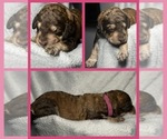 Puppy 3 Goldendoodle