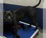 Small Labrador Retriever Mix