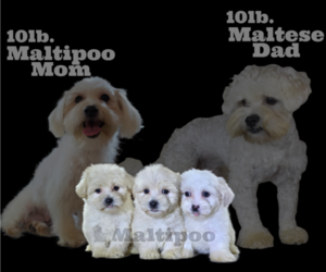 Father of the Maltipoo puppies born on 02/19/2024