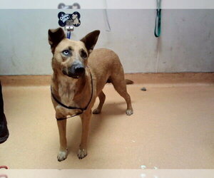 German Shepherd Dog-Unknown Mix Dogs for adoption in Martinez, CA, USA