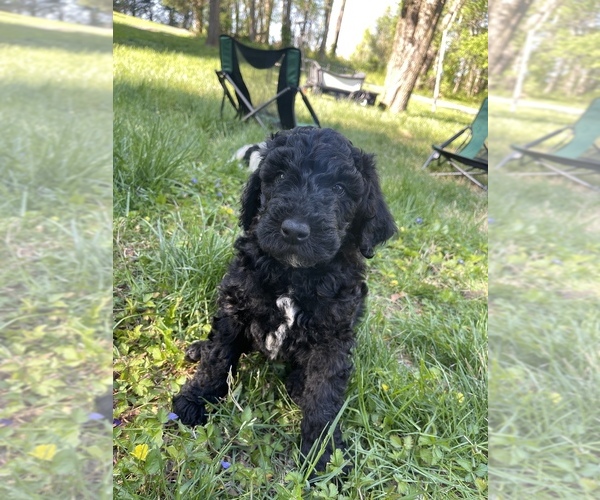 Medium Photo #22 Goldendoodle Puppy For Sale in LOTHIAN, MD, USA
