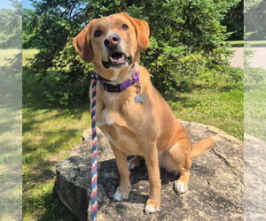 Labrenees Dogs for adoption in Techny, IL, USA