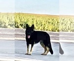 Small #16 German Shepherd Dog