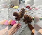 Small #18 Maltipoo