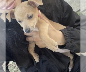 Chihuahua Puppy for sale in SHELTON, WA, USA