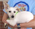 Small Jack Russell Terrier Mix