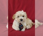 Small Photo #7 Maltipoo Puppy For Sale in PARADISE, PA, USA