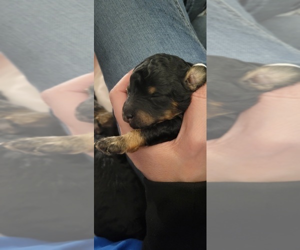 Medium Photo #1 Poodle (Toy) Puppy For Sale in MORRISON, CO, USA