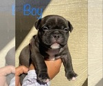 Small Photo #9 American Bully Puppy For Sale in VACAVILLE, CA, USA