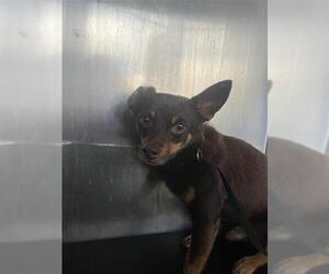 Chihuahua Dogs for adoption in San Antonio, TX, USA