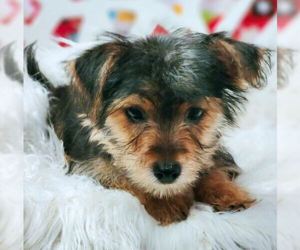 Medium Photo #5 Mutt Puppy For Sale in Tustin, CA, USA