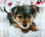 Small #4 Mutt