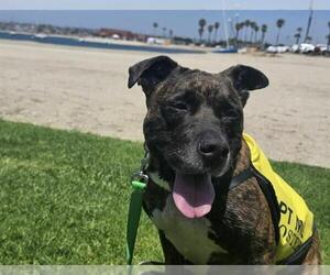 MARIPOSA - Female Mutt Dog for Adoption - Photo #4