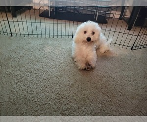 Bichon Frise Puppy for sale in LIVERPOOL, NY, USA