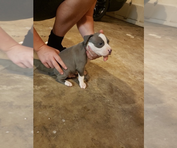 Medium Photo #1 American Pit Bull Terrier Puppy For Sale in POWDER SPGS, GA, USA