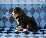 Small Photo #5 Bernese Mountain Dog Puppy For Sale in HARRISONBURG, VA, USA