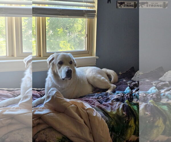 Medium Photo #1 Great Pyrenees Puppy For Sale in Bountiful, UT, USA