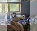 Small Great Pyrenees